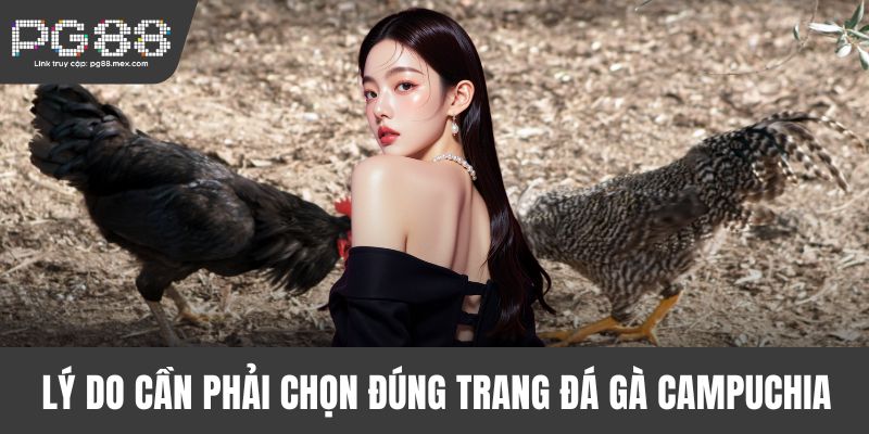 Lý do cần phải chọn đúng trang đá gà Campuchia uy tín